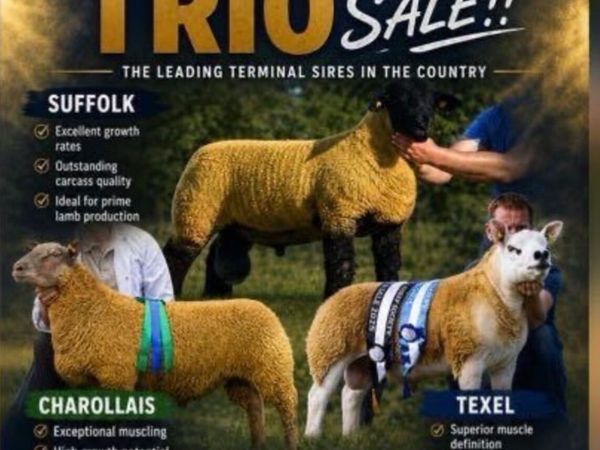 SOI Suffolk 2nd Premier Sale _ Terminal Trio - Main image