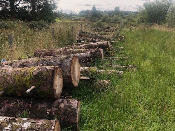 Firewood - Main image
