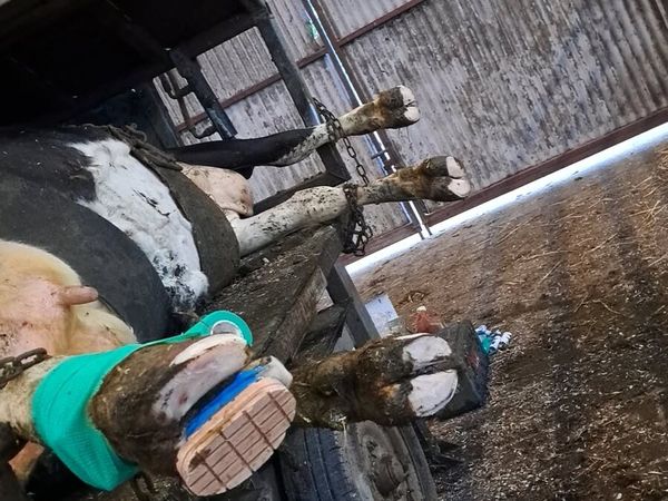 Hoof trimming/Calf dehorning - Main image