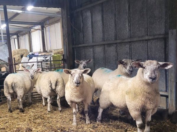 no-image