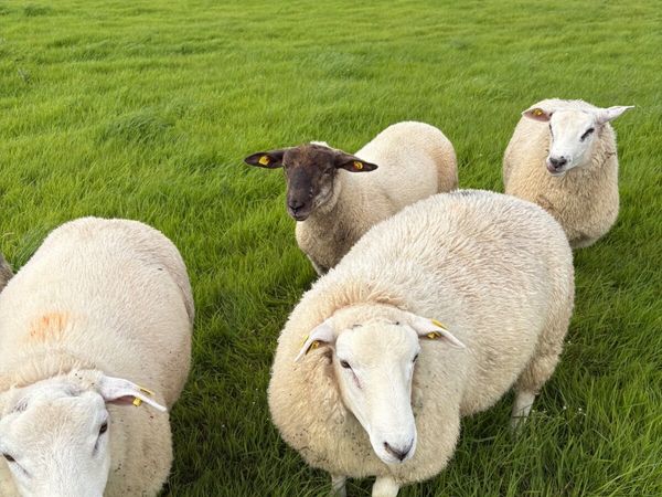 Belclare rams lambs plus  hybrid belclare texel - Main image