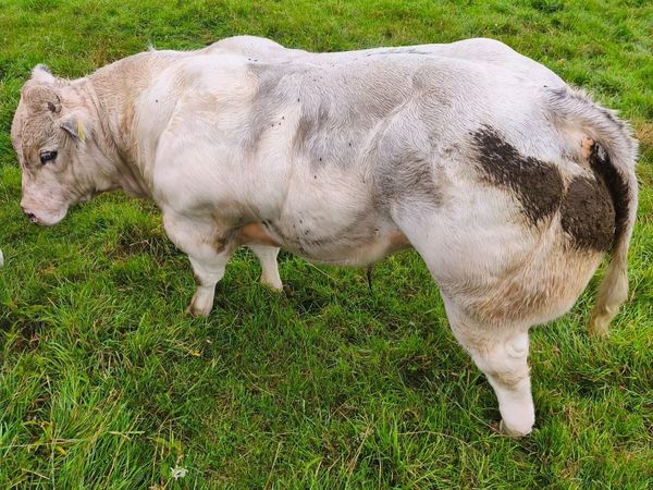 Livestock - Main image