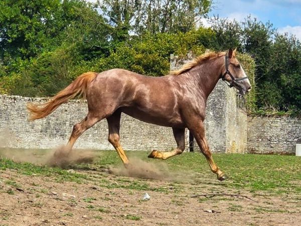 no-image