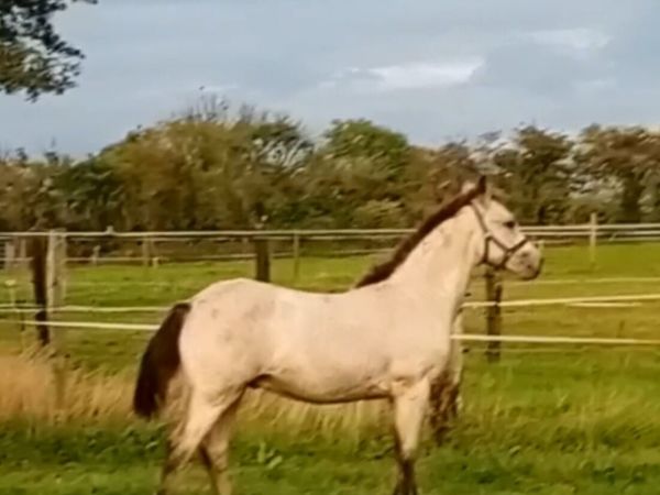 Connemara Colt Foal - Main image