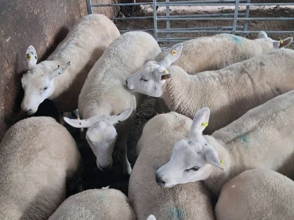 Texel  cross hogget  ewes.All - Main image