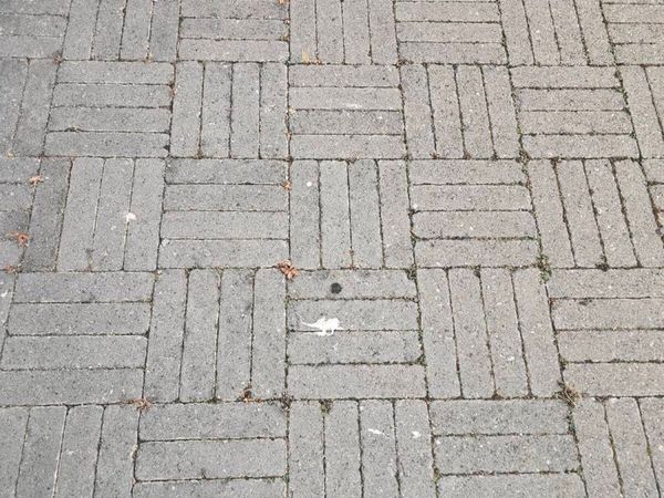 no-image