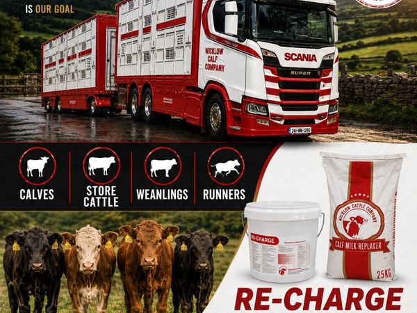 6 Super weanling bulls for sale - Main image