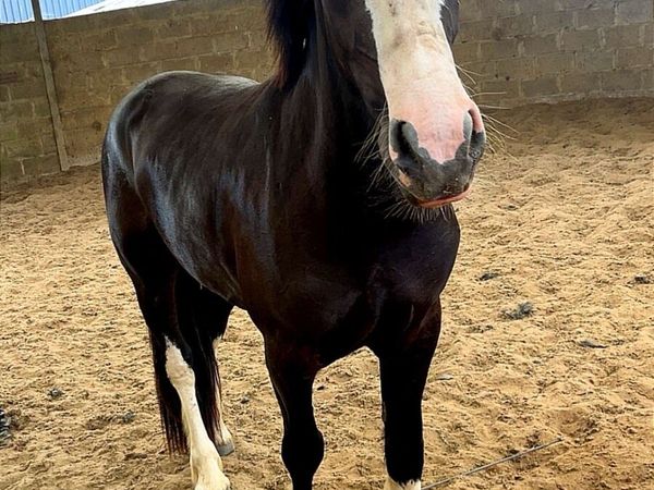 Livery,breaking ,pretraining. - Main image