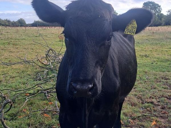Milkings - Main image