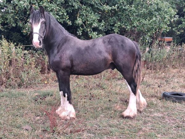 no-image