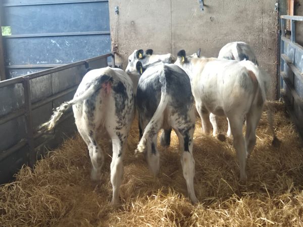 5 Super Belgian blue heifer weanlings for sale - Main image