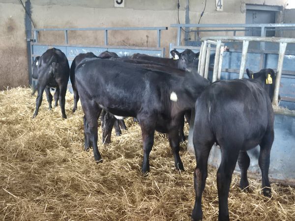 8 Quality Aberdeen Angus heifers for sale - Main image