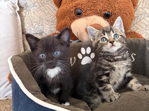 no-image