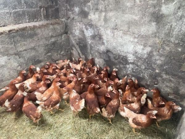 no-image