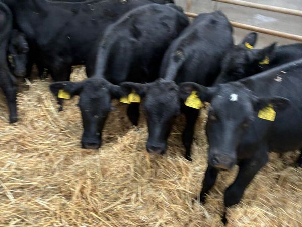 Angus bulls - Main image