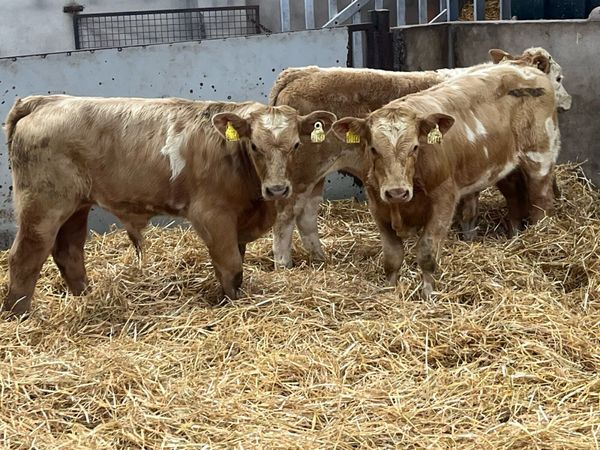Super 200Kg Golden CH Bull Weanlings - Main image