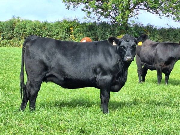 Pedigree Heifers - Main image