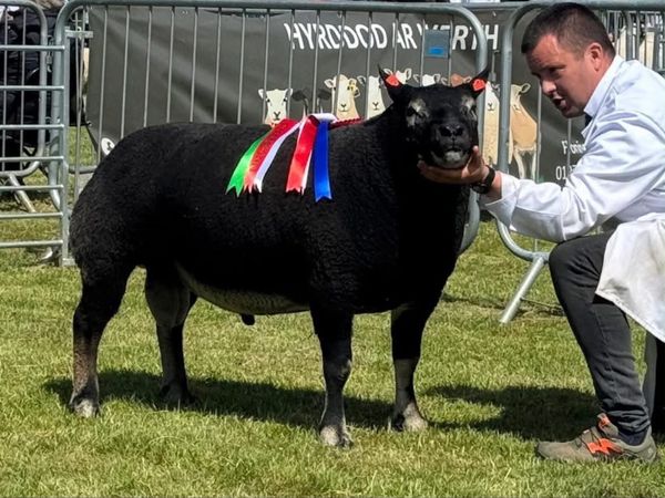Blue Texel society Premier sale - Main image