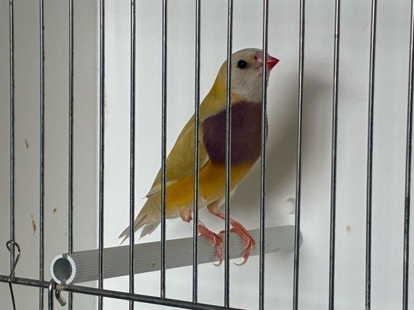no-image
