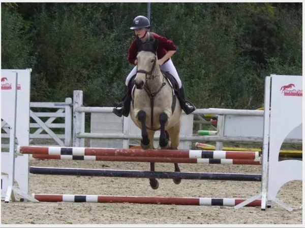 Eye-catching Class 1 Dun Connemara Mare - Main image