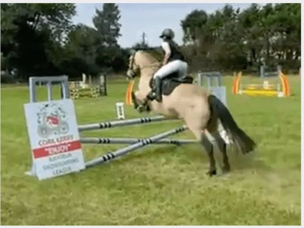 Eye-catching Class 1 Dun Connemara Mare - Main image