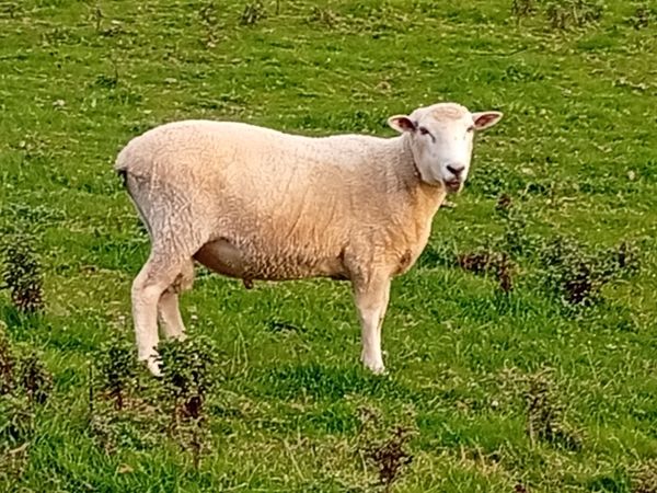New Zealand Romney Rams - Main image