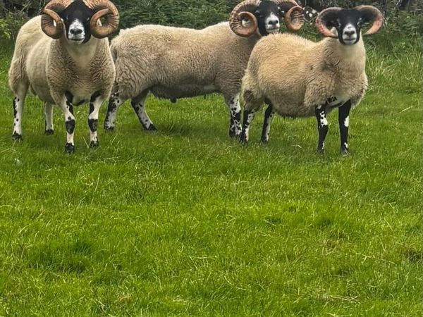 Lanark Hogget Rams - Main image