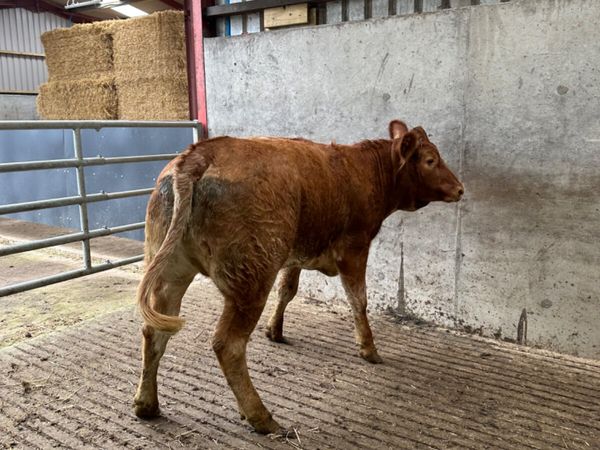 Roaned Bulling heifer - Main image