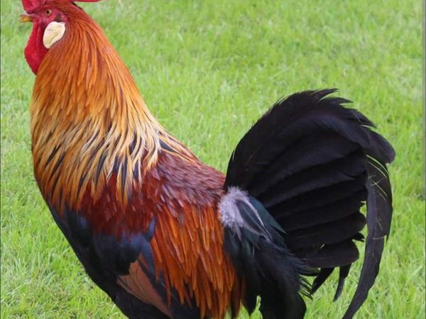 Brown leghorn rooster - Main image