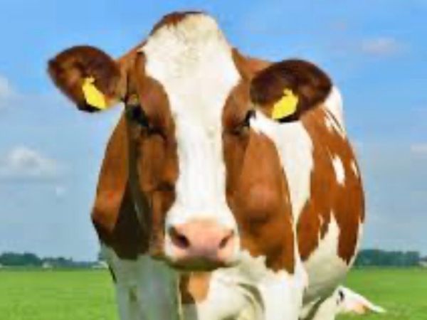 ‼️Wanted‼️ Red and white friesian fresh calved - Main image