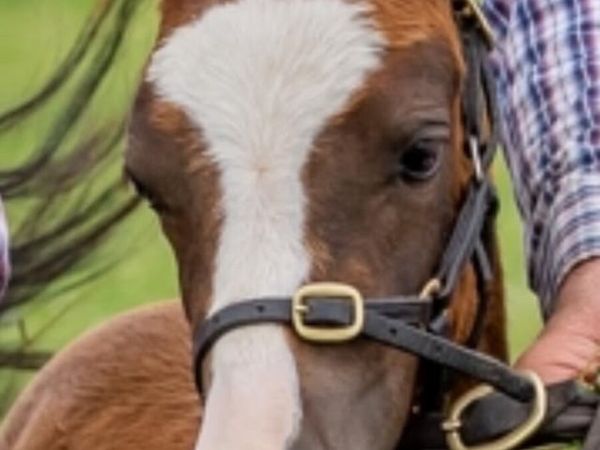 STUNNING REG WELSH PART BRED COLT FOAL - Main image