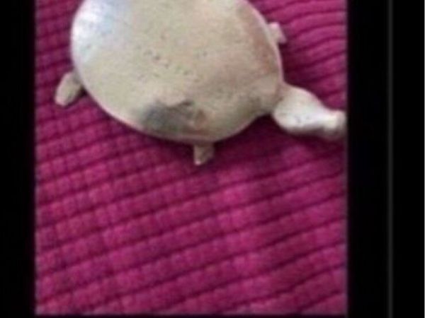 no-image