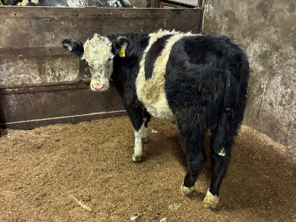 Cow maker - Main image