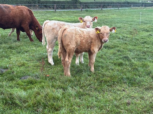 Saler / SAX cows with calves at foot - Main image