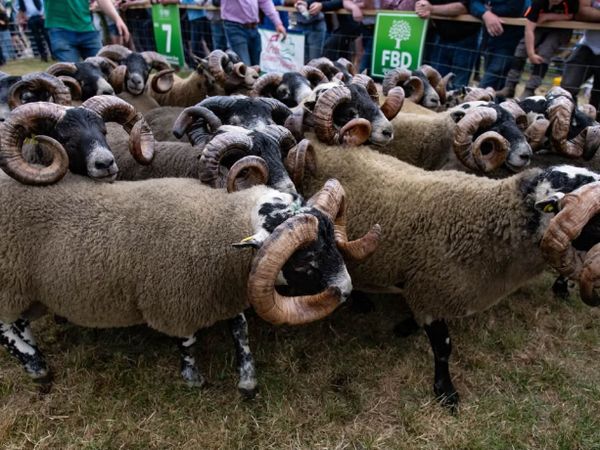 160 Lanark Rams - Main image