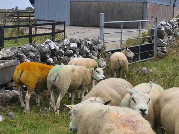 pedigree beltex ewes and ewe hoggets for sale - Main image