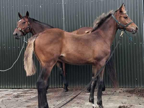 Lagans Obos Quality filly foal - Main image