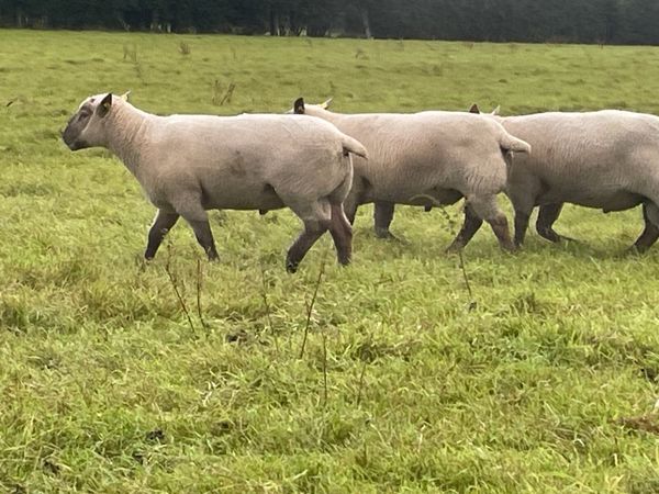 Vendeen hogget rams - Main image