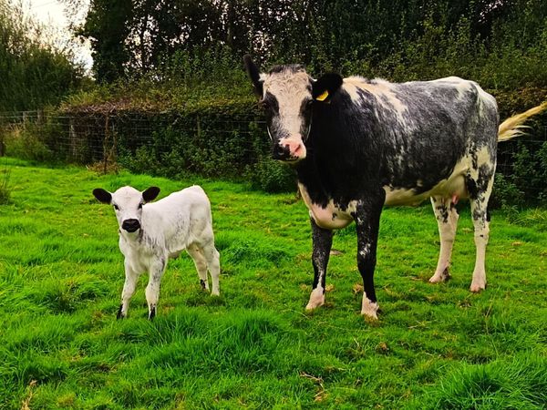 Cattle - Main image