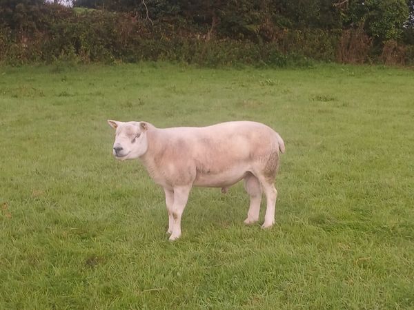 PBR Texel rams - Main image