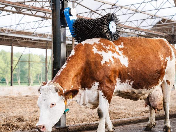 EASYFIX Halo Cow Brush - Main image