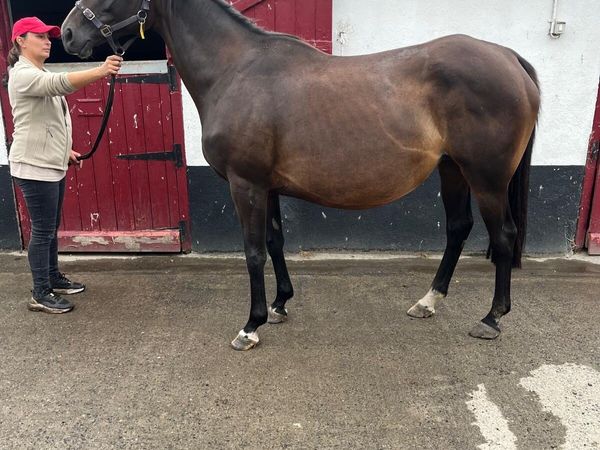 In foal Thoroughbred mare with 2026 foal package - Main image