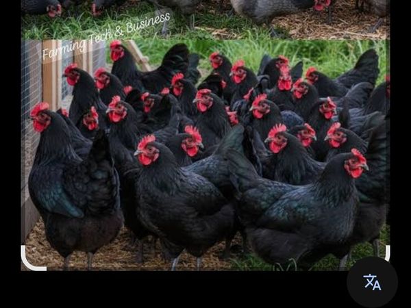 Wanted. Australop or black marran pol - Main image