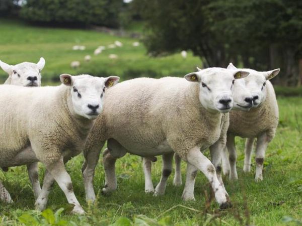 texal ewes lambs wanted - Main image