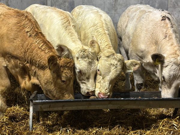 4 Super Charilos Heifer Wealings - Main image