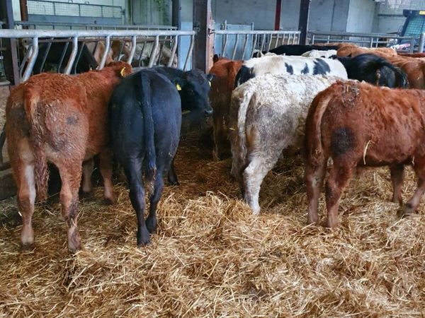 Slatted shed wanted monaghan area - Main image