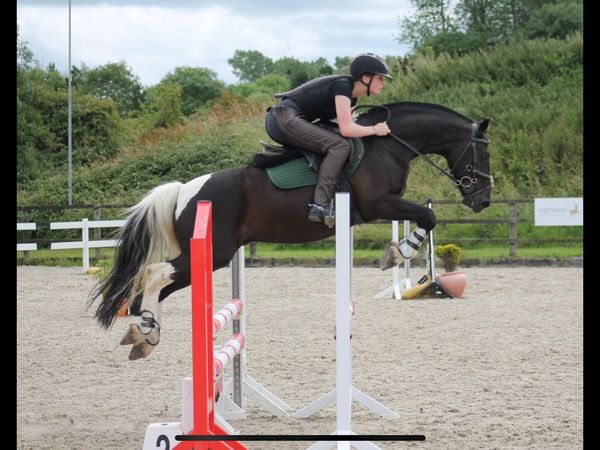 143, coloured gelding - Main image