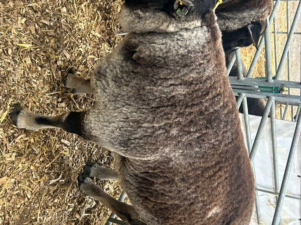 Blue Texel Ram & Ram Lambs - Main image