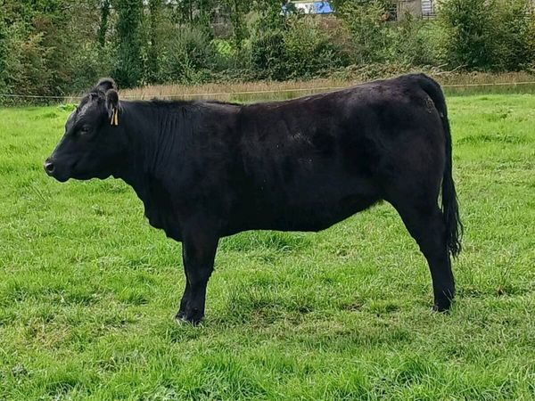 Pedigree Angus heifer - Main image