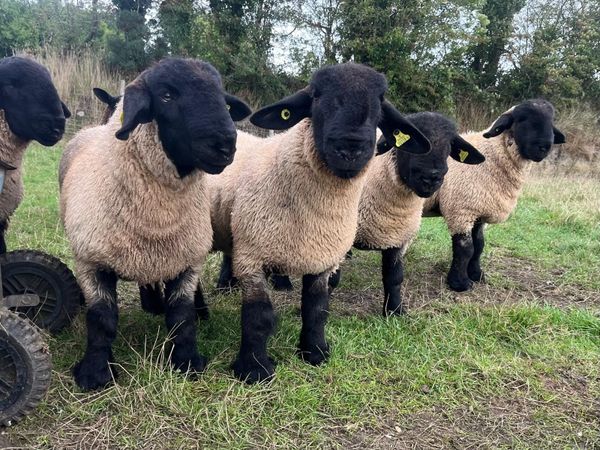 Suffolk pedigree ram lambs for sale - Main image